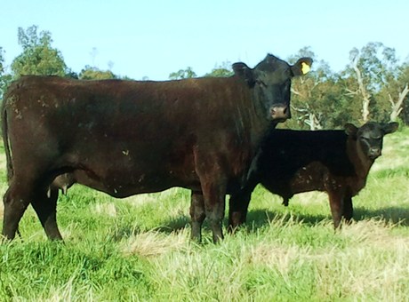 Talis Gretel U534