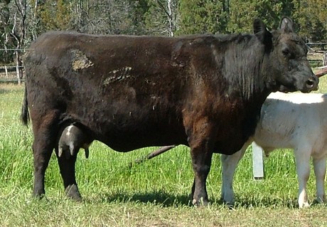 Talis Puketu V524