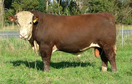 Talis Front Runner