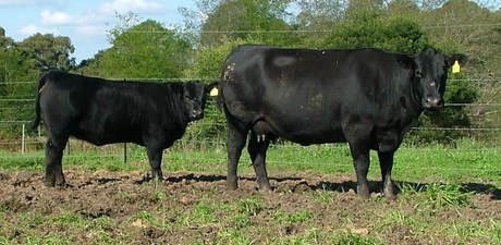 Talis Millicent D528