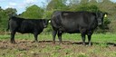 Talis Millicent D528