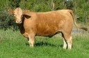 Airlie Ginghi F131E