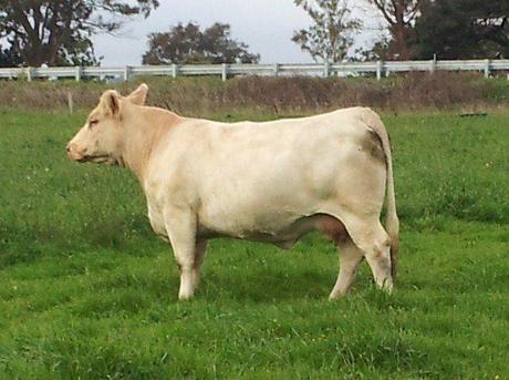 Airlie Rebecca Z55F