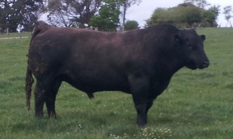 Talis Bushwacker