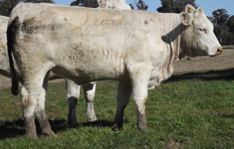 Airlie Kelly G748E
