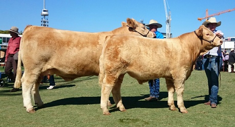 Airlie Friesia G726E
