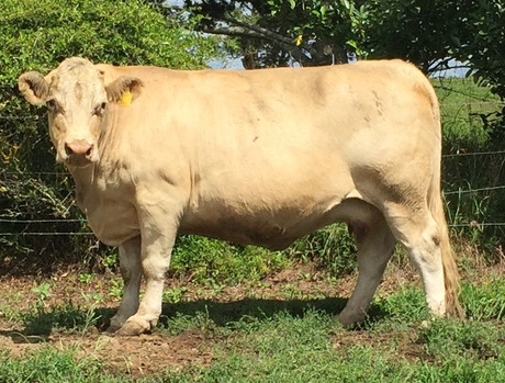 Airlie Ginghi A713E