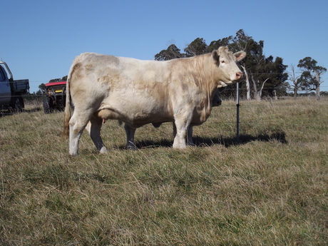 Airlie Katrina G751E