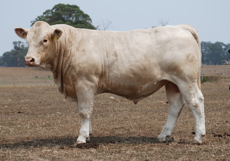 Airlie Pioneer