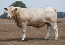 Airlie Pioneer