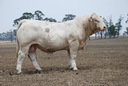 Airlie Poet