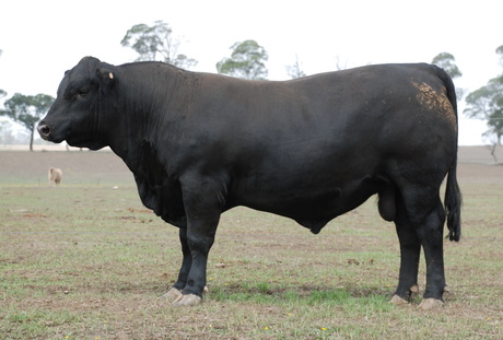 Talis Panther