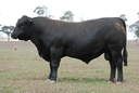 Talis Panther
