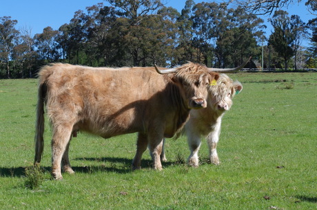 Sybil Of Airlie W905