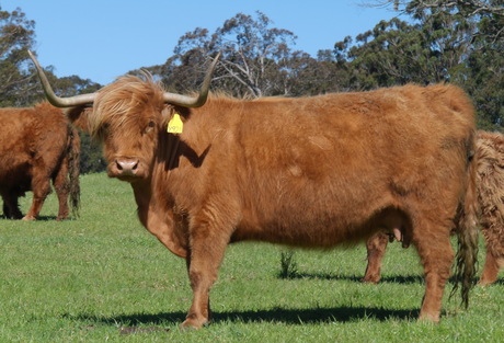 Sybil Of Airlie Y921