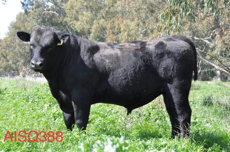 Airlie AISQ388