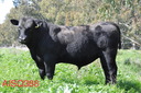 Airlie Aisq388