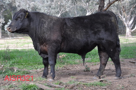 Airlie AISR321