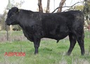 Airlie Aisr306