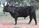 Airlie Aisr310