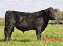Airlie Aisr304