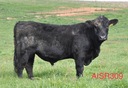 Airlie Aisr309