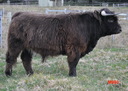 Airlie Aism903