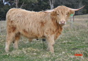 Airlie Aism906